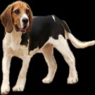实验用比格犬 