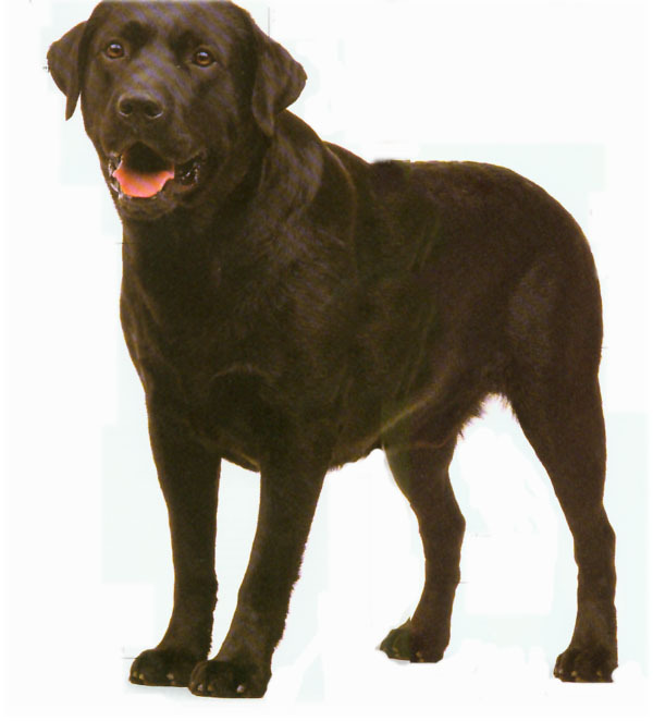 实验用拉布拉多犬